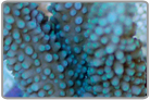 True Blue Staghorn Acro Coral - Cultured